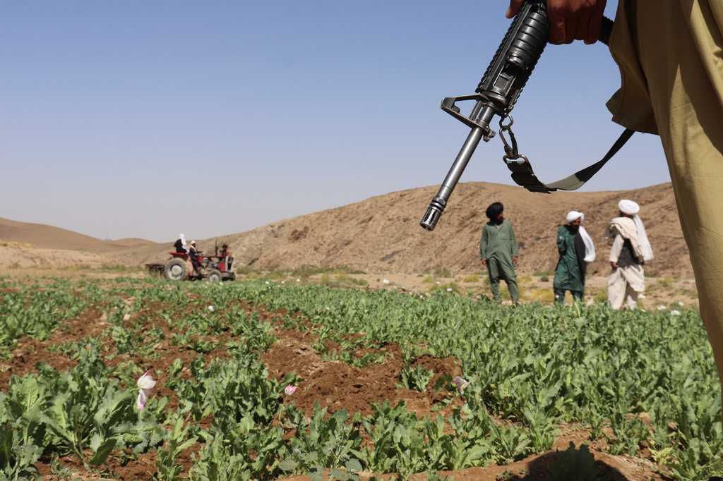 UN reports a sharp rise in Afghanistan poppy cultivation despite a Taliban ban — Shorewood Community news