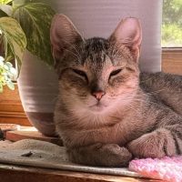 Milwaukee Record Cat Of The Week: Princess — Shorewood Business news